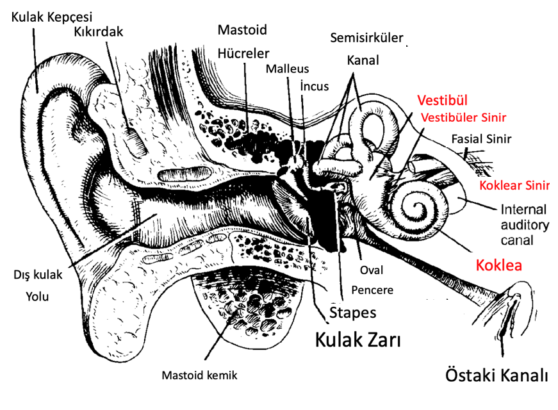 Dalışta İç Kulak Barotravması