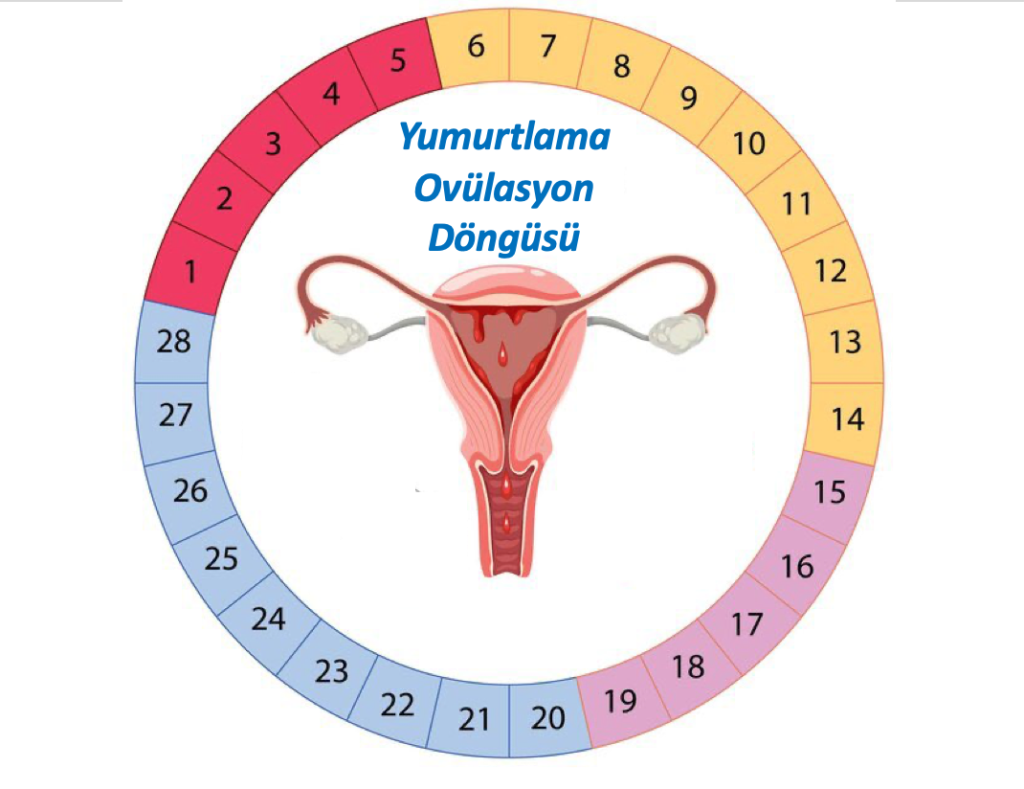 Yumurtlamayı Biliyor musunuz?