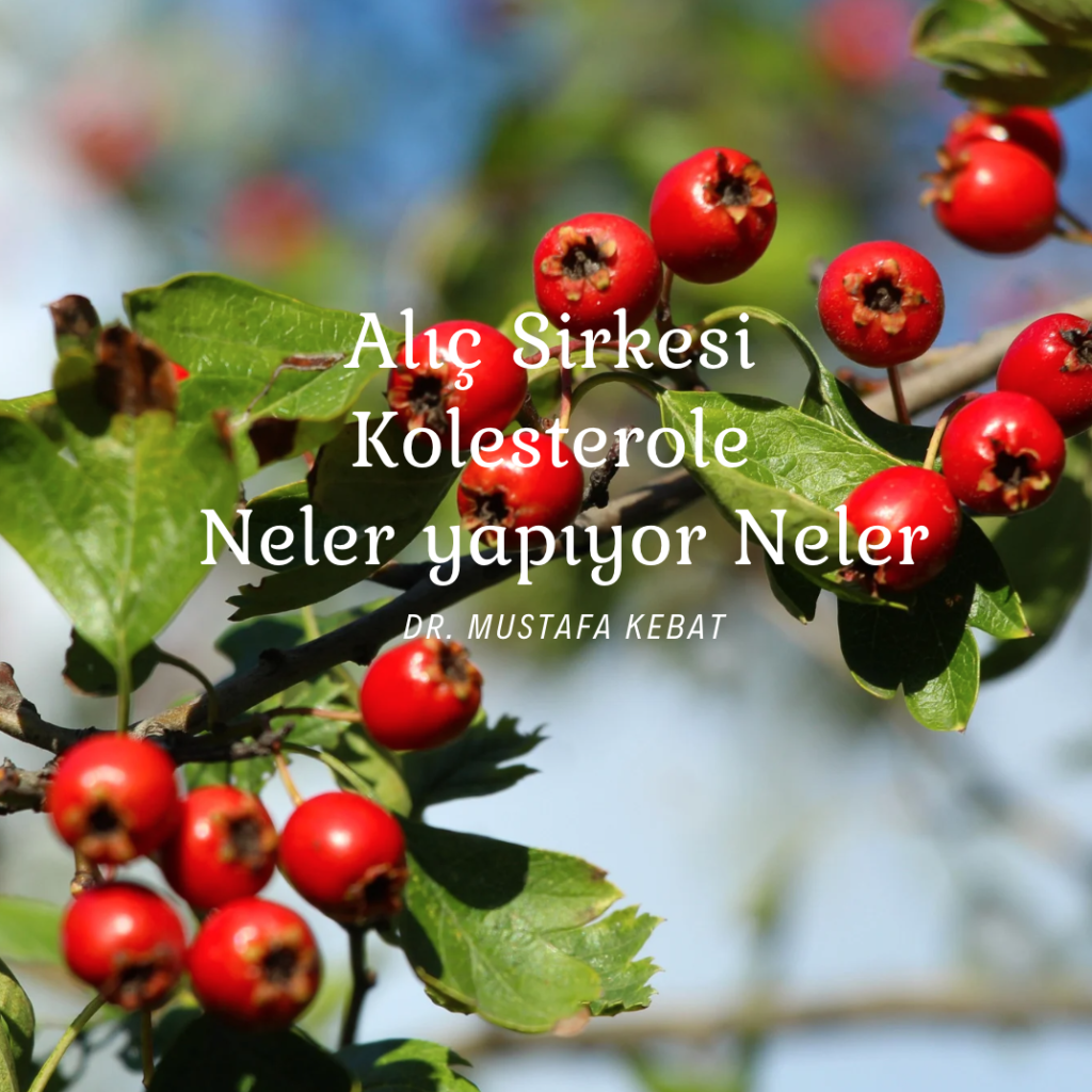 Alıç Sirkesi Kolesterole Neler yapıyor Neler