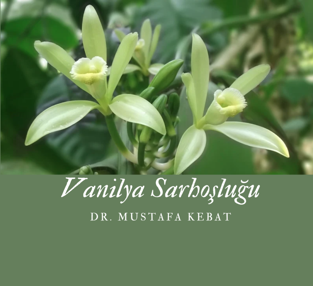 Vanilya Sarhoşluğu