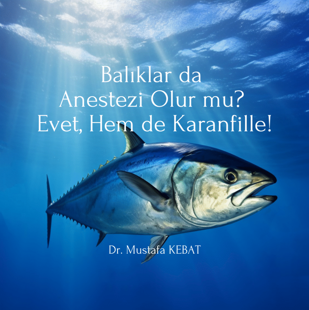 Balıklar da Anestezi Olur mu? – Evet, Hem de Karanfille!