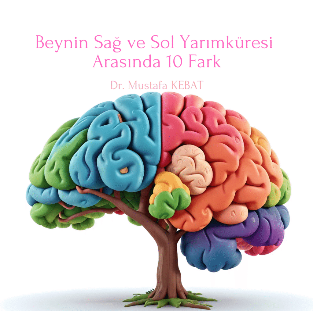 Beynin Sağ ve Sol Yarımküresi Arasında Farklar