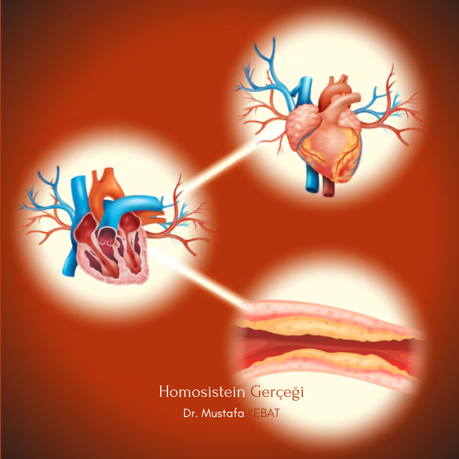 Homosistein Gerçeği