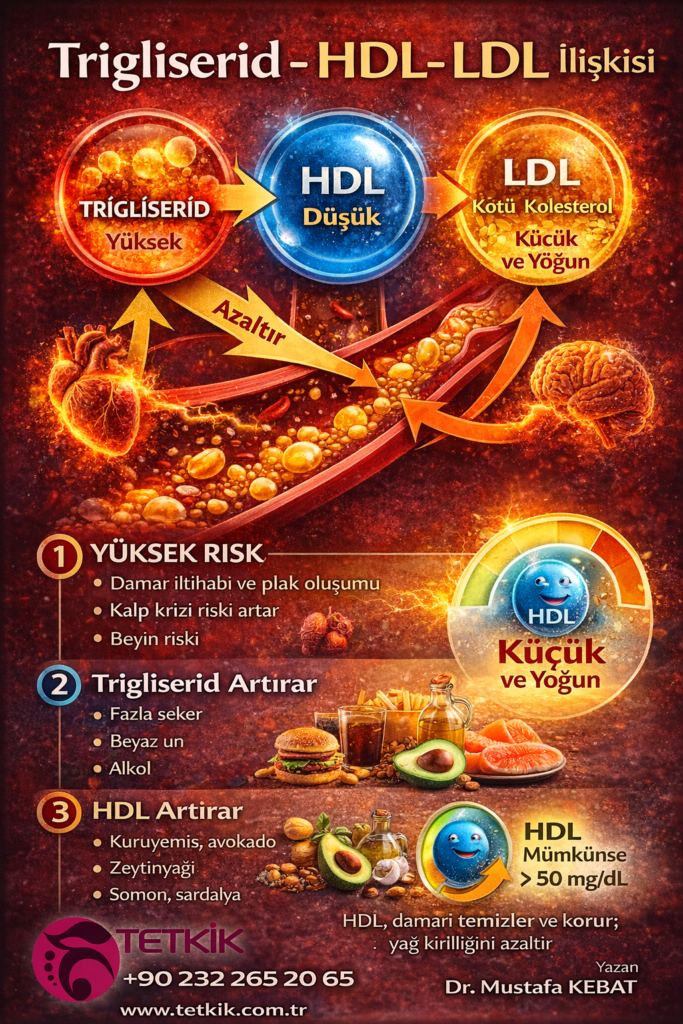 Trigliserid – HDL – LDL: Damar Sağlığını Belirleyen Üçgeni