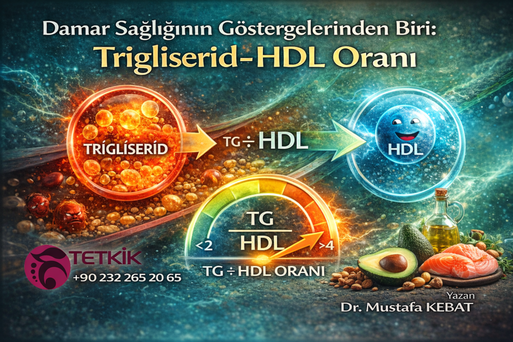 Damar Sağlığının Göstergelerinden Biri: Trigliserid–HDL Oranı